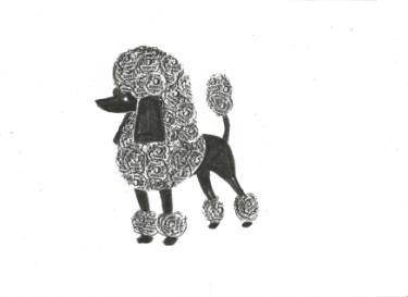 375x273 black poodle drawing - Poodle Drawing