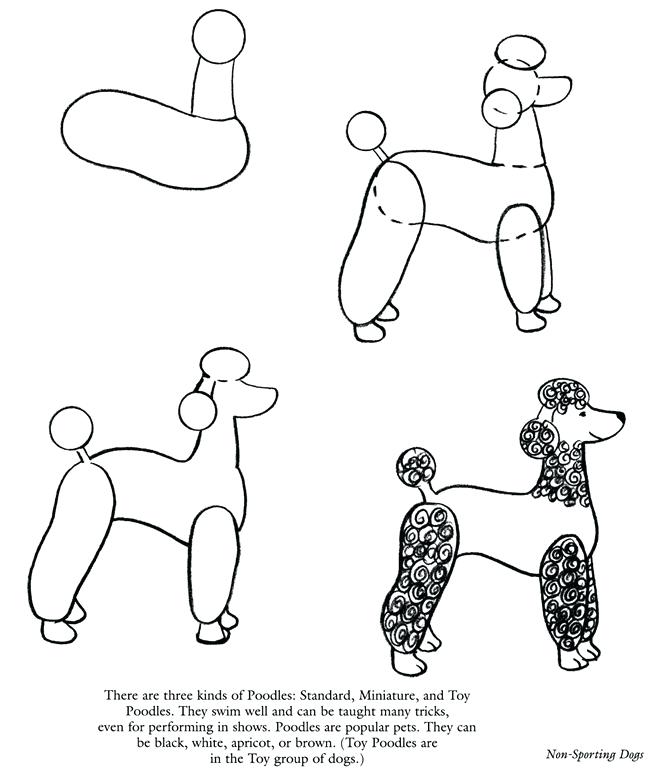 650x770 how to draw a poodle packed with poodle line drawing for frame - Poodle Line Drawing