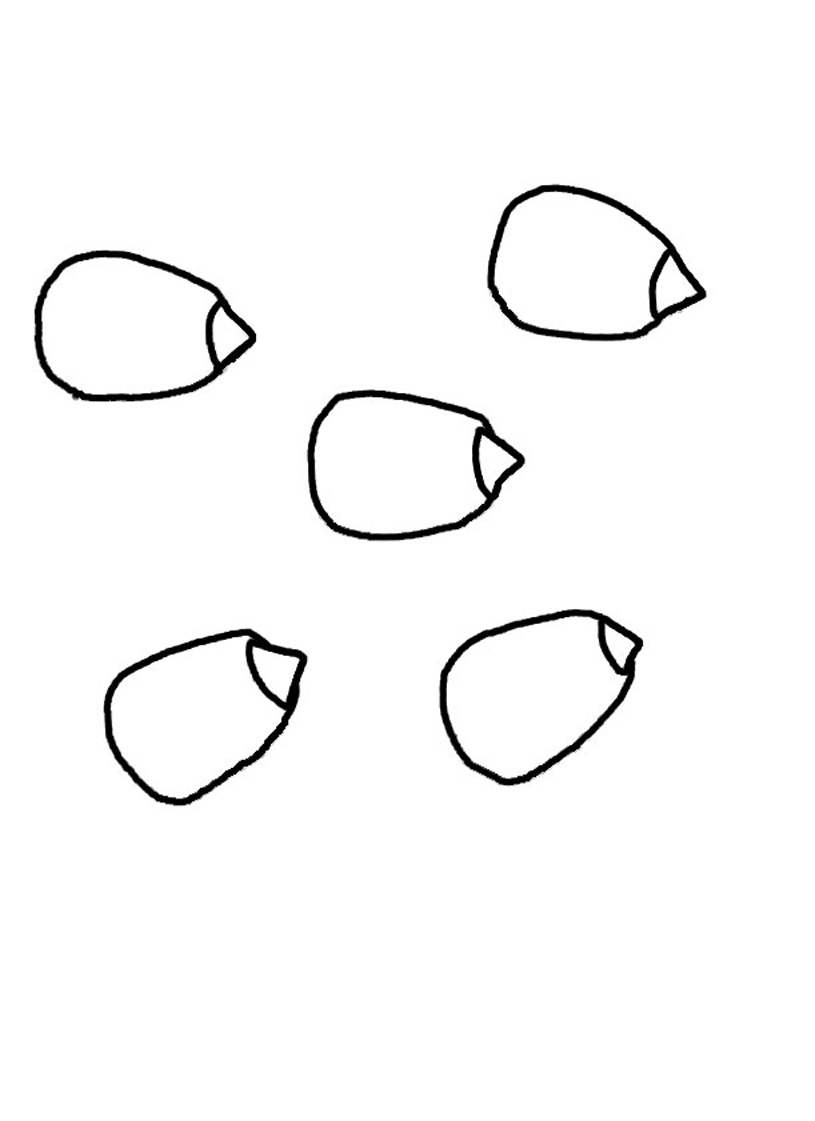 Popcorn Kernel Drawing at Explore collection of
