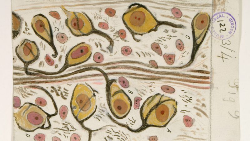 800x450 neurons as art see beautiful anatomy drawings - Popular Drawinging