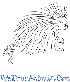 300x350 How To Draw A North American Porcupine - Porcupine Drawing