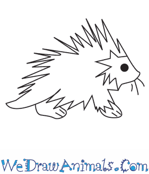 300x350 How To Draw A Porcupine - Porcupine Drawing