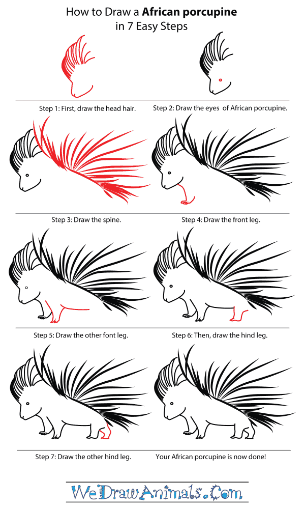 600x1000 How To Draw An African Porcupine - Porcupine Drawing