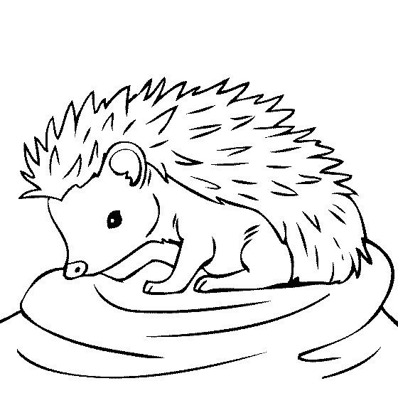 560x560 Porcupine Drawing Forest Animal For Free Download - Porcupine Drawing