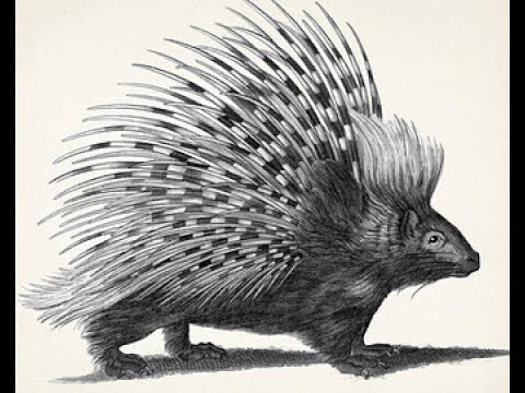 480x360 How To Draw African Porcupine Pencil Drawing Step - Porcupine Drawing