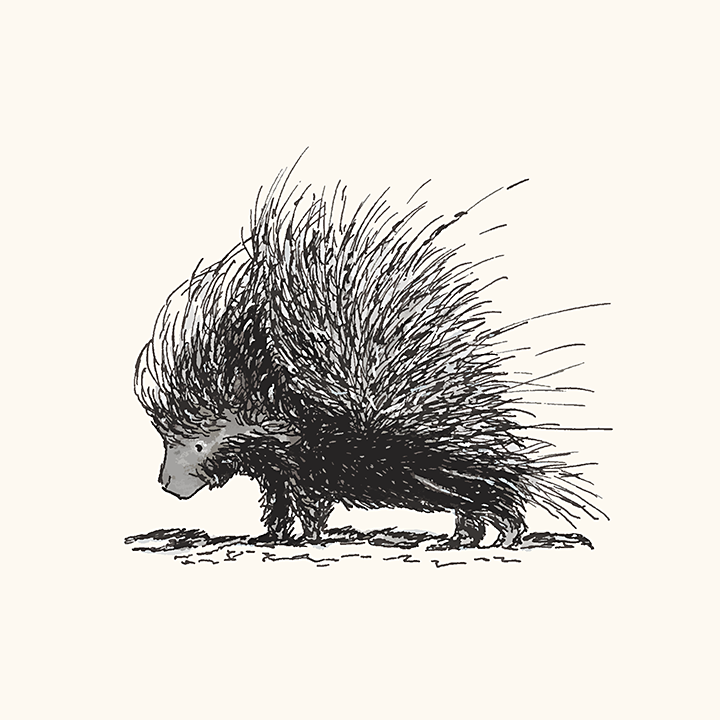 720x720 Porcupine The Pawses - Porcupine Drawing
