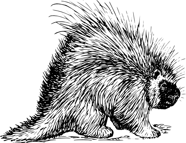 600x460 Porcupine Drawing Clip Art - Porcupine Drawing