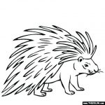 150x150 Porcupine Drawing Porcupine Drawing At Getdrawings Free - Porcupine Drawing