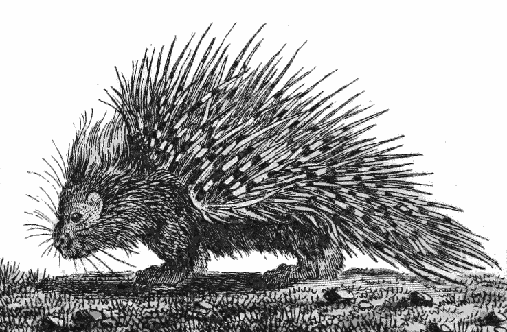 738x484 Porcupine Drawing - Porcupine Drawing
