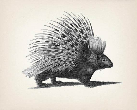 570x456 Porcupine Drawing Fine Art Print Of A Vintage Natural Etsy - Porcupine Drawing