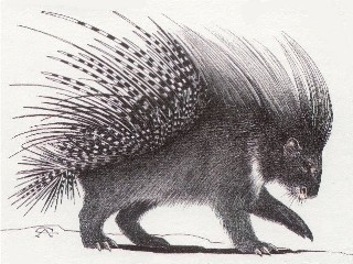 320x240 wildlife wednesday - Porcupine Drawing