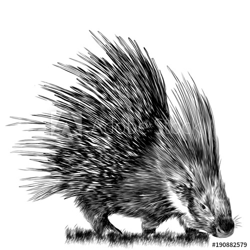 500x500 porcupine stands in the grass sketch vector graphics monochrome - Porcupine Drawing