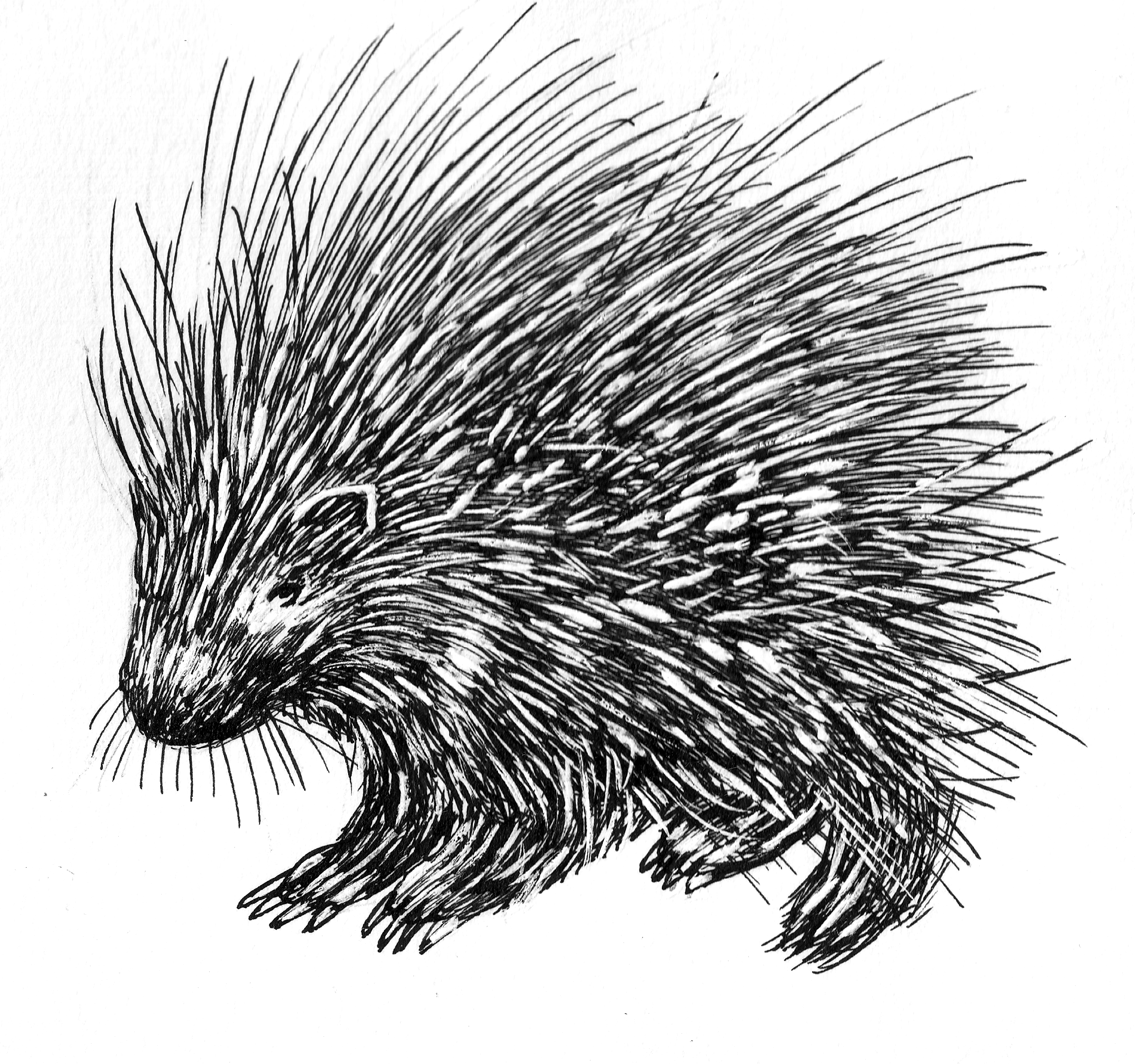 Porcupine Line Drawing at Explore collection of