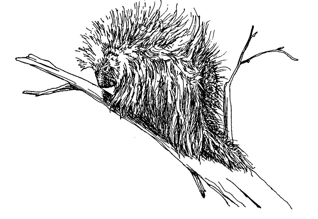 1044x721 porcupine, erethizon dorsatum, control and management - Porcupine Line Drawing