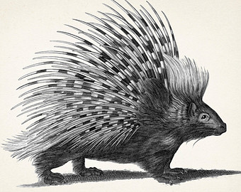 340x270 Porcupine Print Etsy - Porcupine Line Drawing