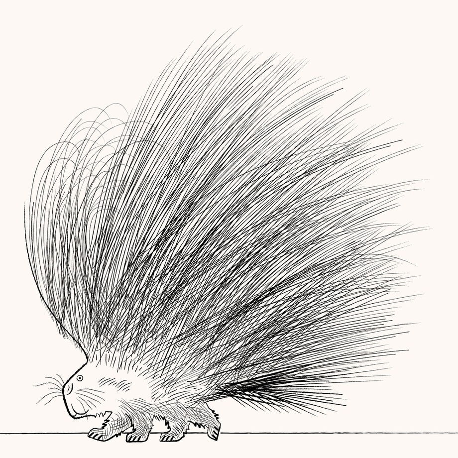 920x920 The Porcupine, An Art Print - Porcupine Line Drawing