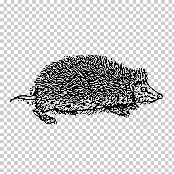 728x728 Domesticated Hedgehog Echidna Drawing Porcupine, Hedgehog Stamp - Porcupine Line Drawing