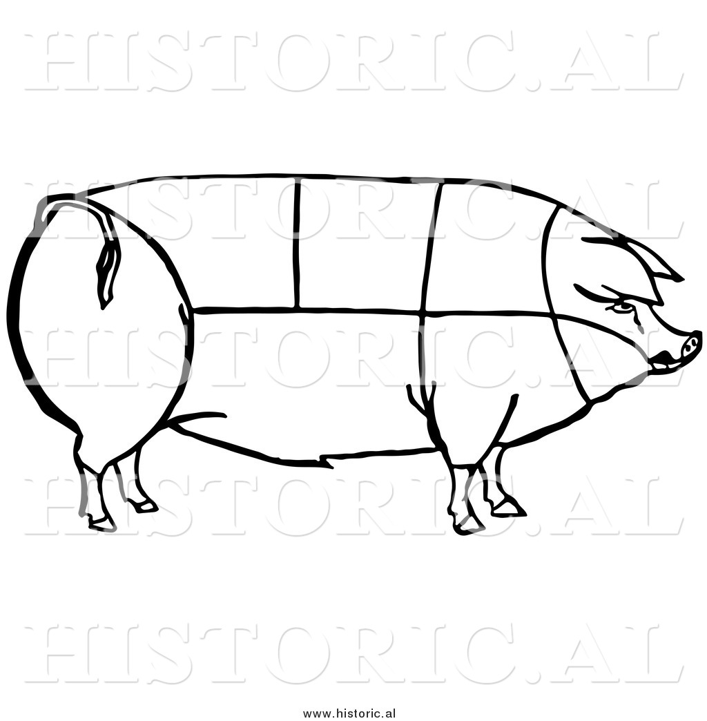 Pork Drawing At Explore Collection Of Pork Drawing