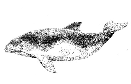 Porpoise Drawing at PaintingValley.com | Explore collection of Porpoise ...