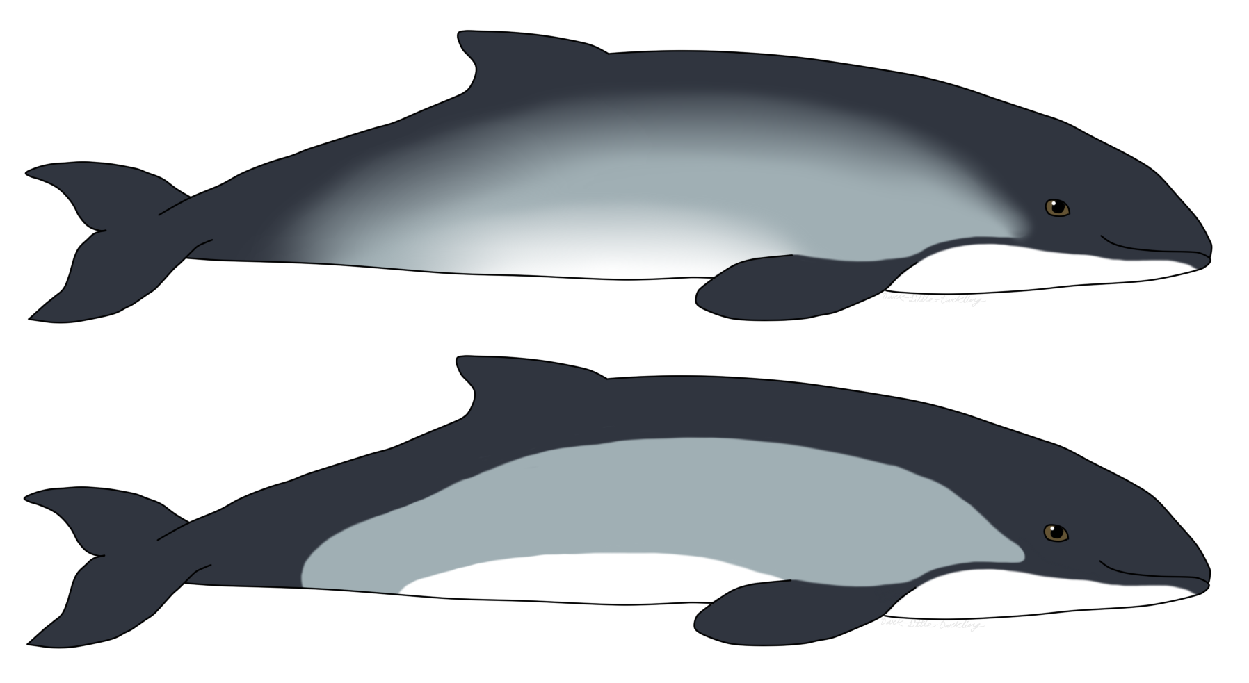 1796x983 harbor porpoise blurred and unblurred weasyl - Porpoise Drawing