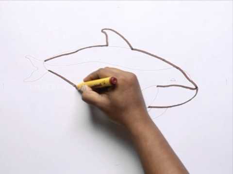 480x360 how to draw a porpoise - Porpoise Drawing