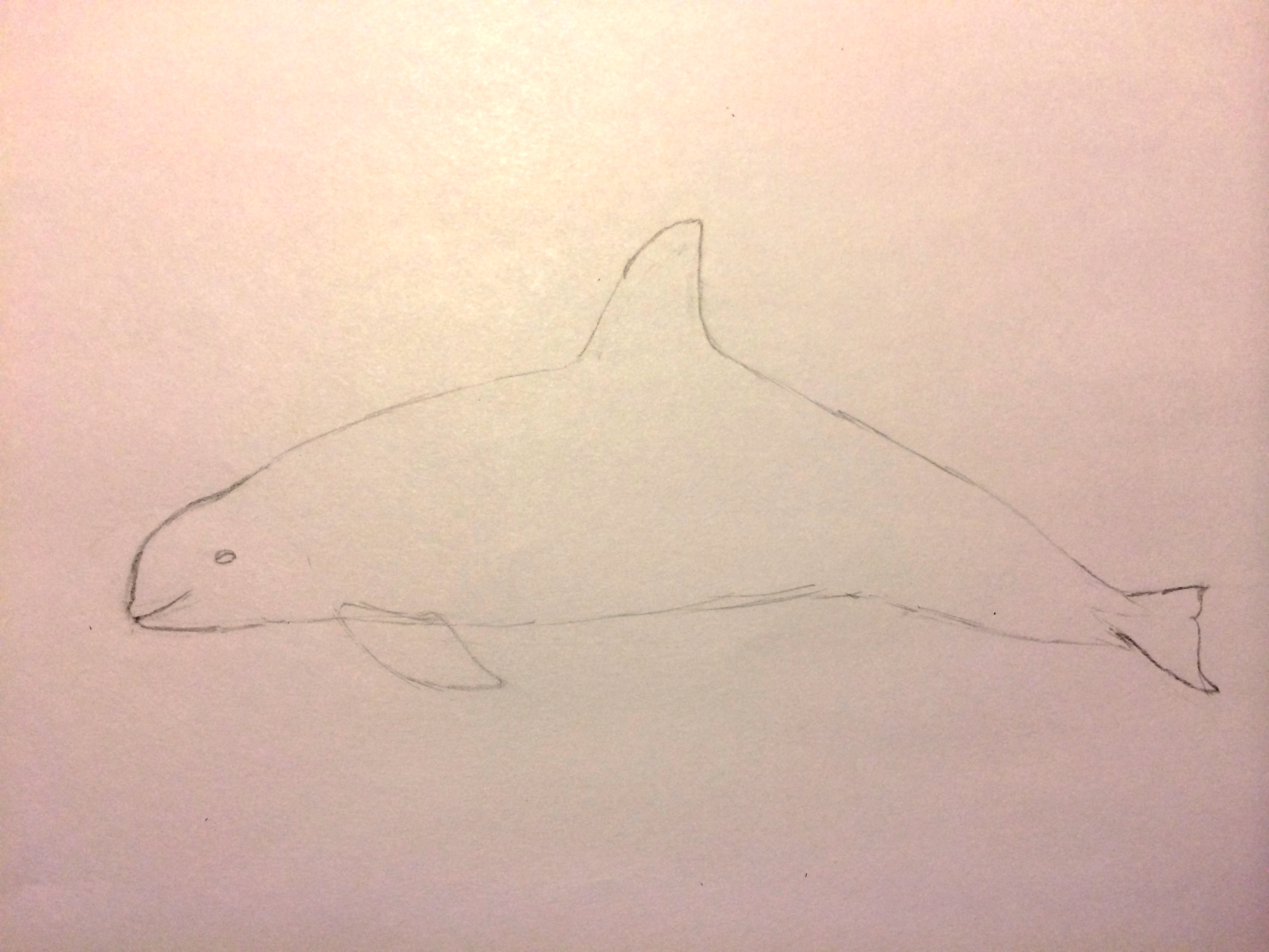 3264x2448 how to draw a vaquita v log - Porpoise Drawing