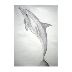 Porpoise Drawing at PaintingValley.com | Explore collection of Porpoise ...