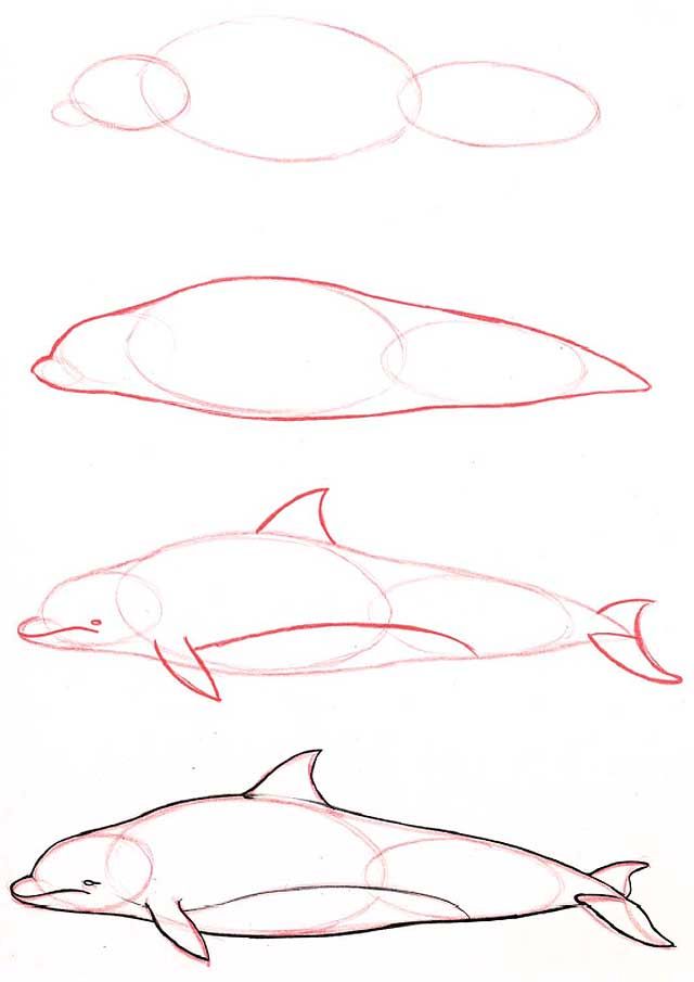 640x905 learn to draw porpoise - Porpoise Drawing