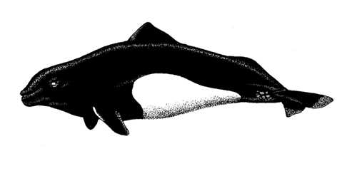 500x240 porpoise - Porpoise Drawing