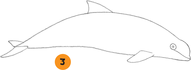 645x238 porpoise - Porpoise Drawing