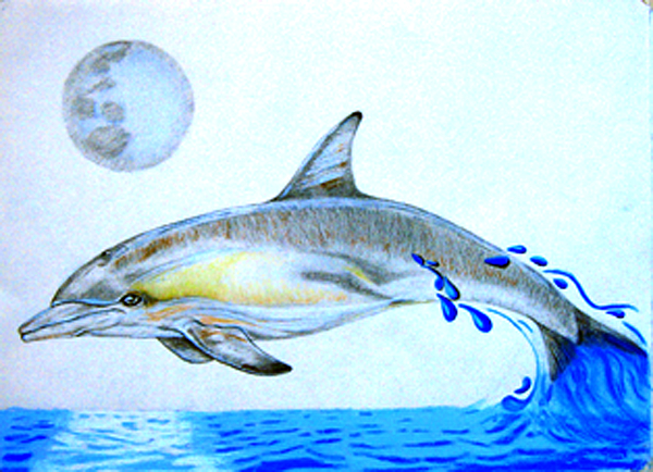 600x434 porpoise drawing - Porpoise Drawing