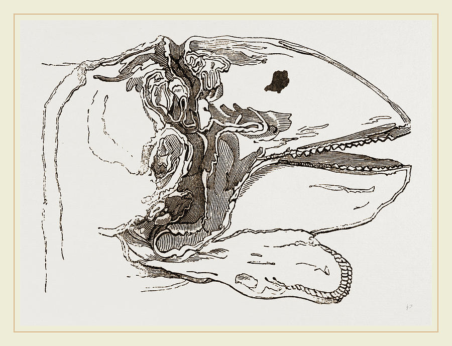 900x689 section of head porpoise drawing - Porpoise Drawing