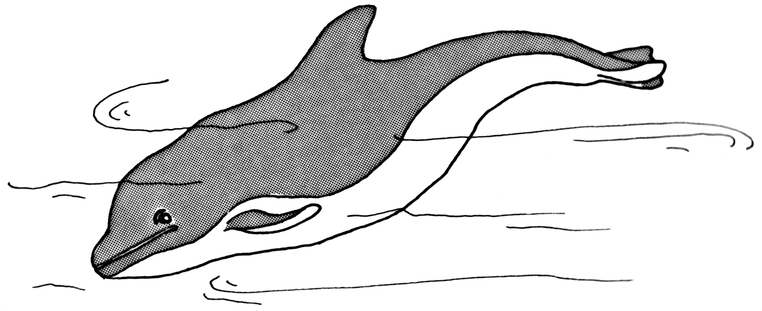 3190x1304 fileporpoise - Porpoise Drawing