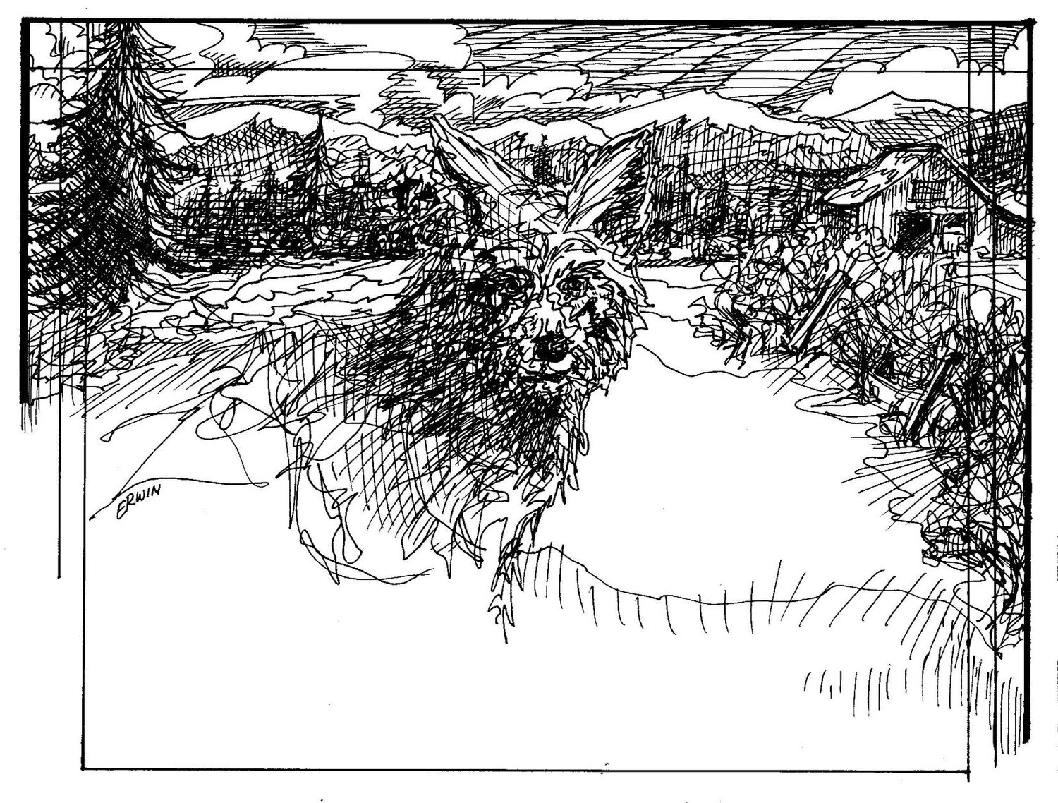 1500x1138 Earthquake Season And Out Of Context Coyote Drawing Port - Port Drawing