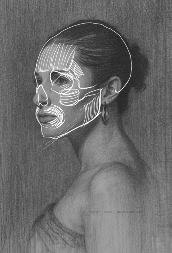 600x880 Three Quarter View Portrait Drawing Screencast Tutorial Chapter Four - Portrait Drawing Online