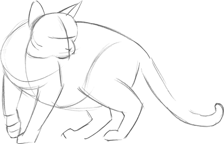 935x602 Domestic Short Hair Cat - Position Drawing