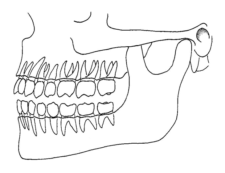 730x560 Position Of Teeth In Jaws - Position Drawing