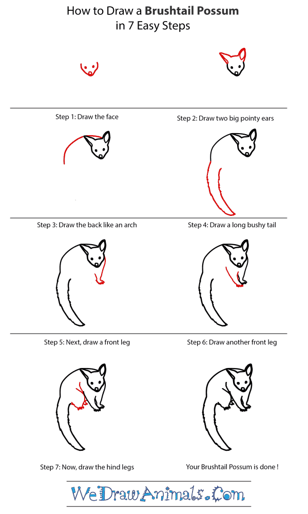 600x1000 how to draw a brushtail possum - Possum Drawing