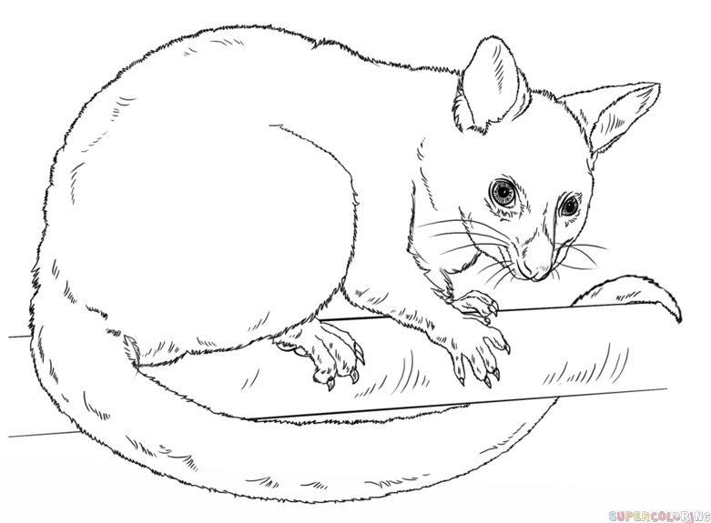 781x575 how to draw a possum step - Possum Drawing
