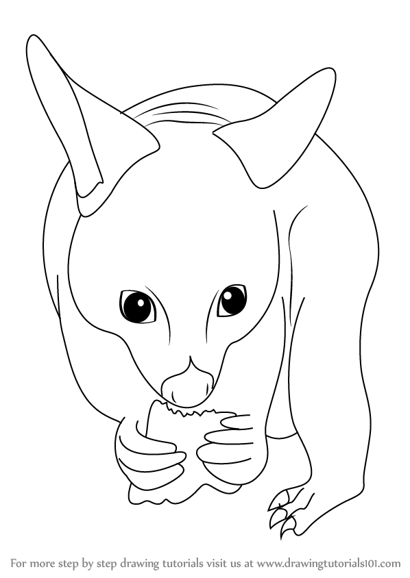 598x844 learn how to draw a possum - Possum Drawing