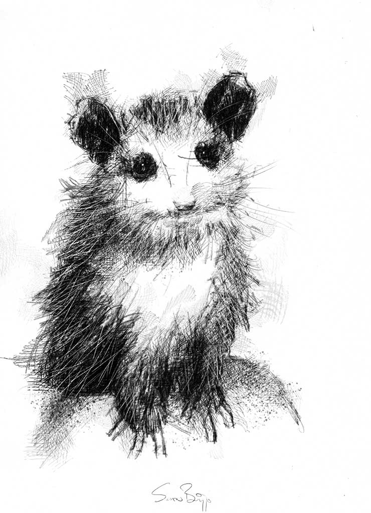 740x1024 opossum seanbriggs - Possum Drawing