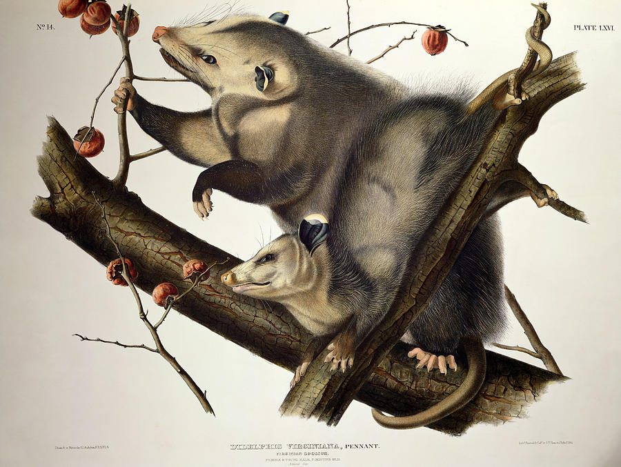 900x677 virginian opossum drawing - Possum Drawing