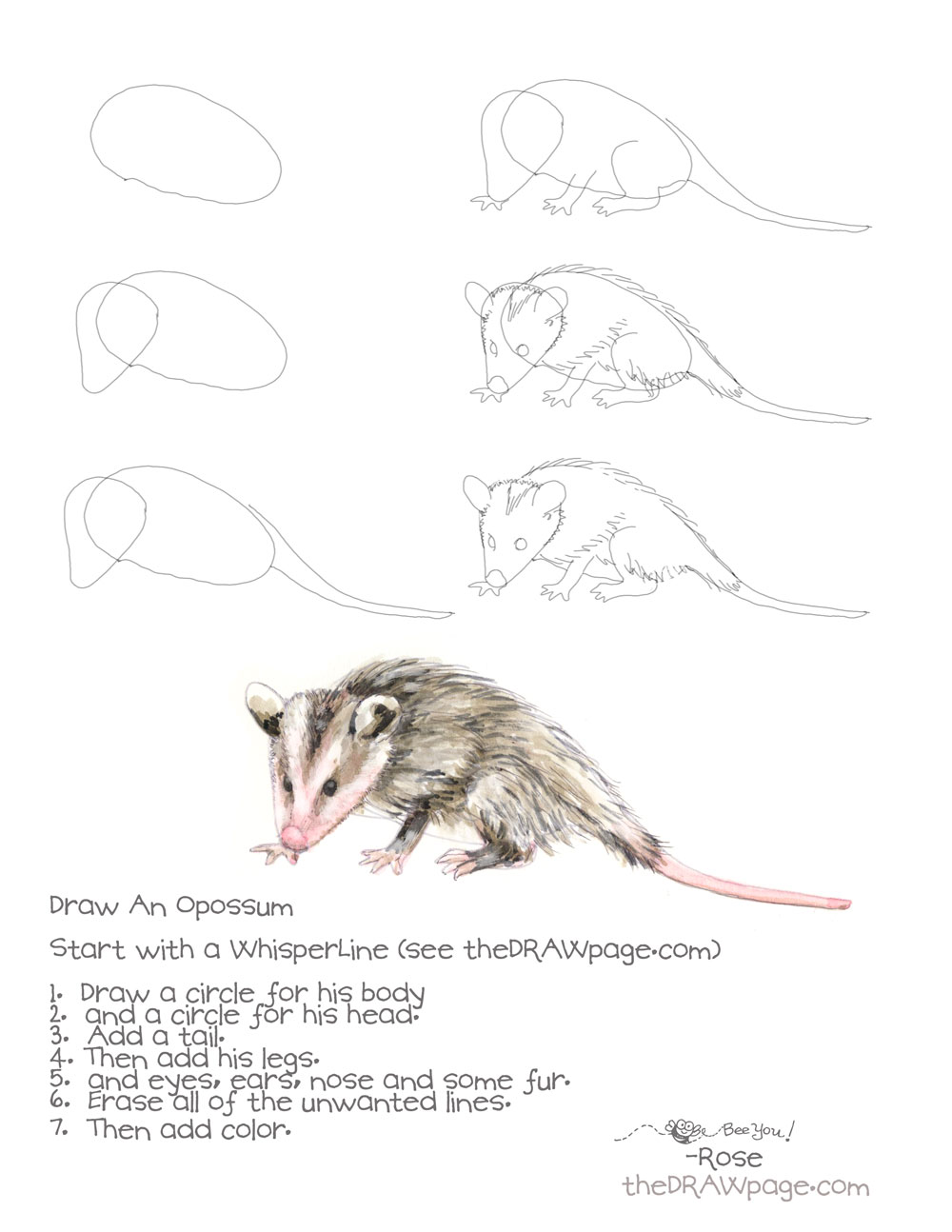 1000x1294 drawing an opossum - Possum Drawing