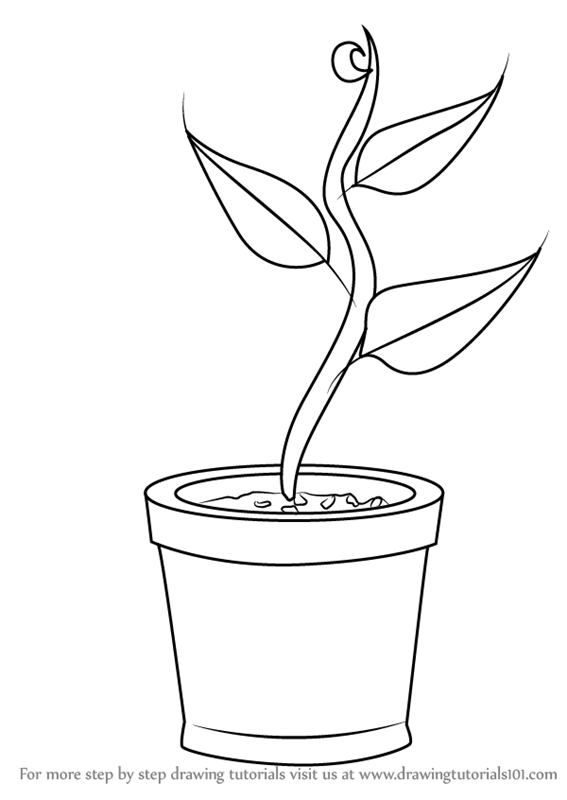 567x800 Learn How To Draw Plant In Pot - Pot Drawing