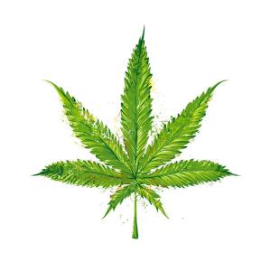 300x300 easily draw pot leaf step step arenawp - Pot Leaf Drawing Step By Step