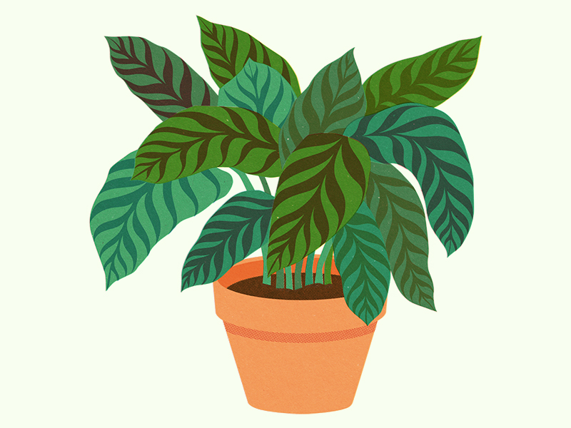 800x600 Pot Plant - Pot Plant Drawing