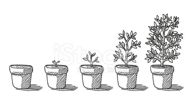 799x426 potted plant growing timelapse drawing stock vector - Pot Plant Drawing