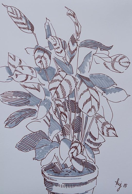 544x800 Calathea - Pot Plant Drawing