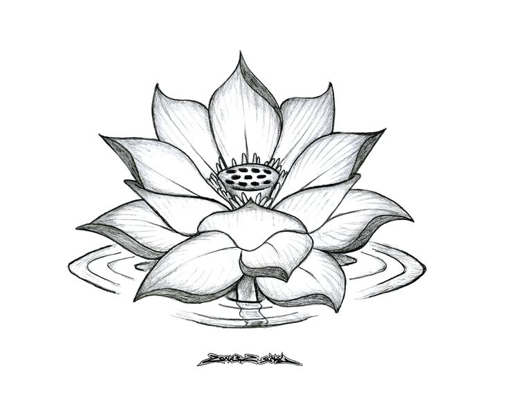 736x568 Drawn Pot Plant Easy - Pot Plant Drawing