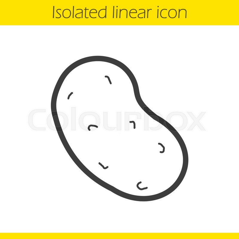 800x800 potato linear icon thin line stock vector colourbox - Potato Drawing